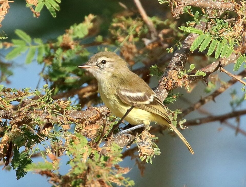 Slender-billed Inezia