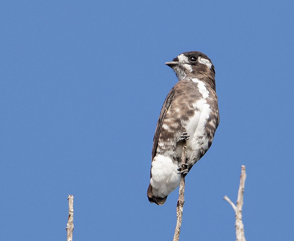 White-browed Purpletuft