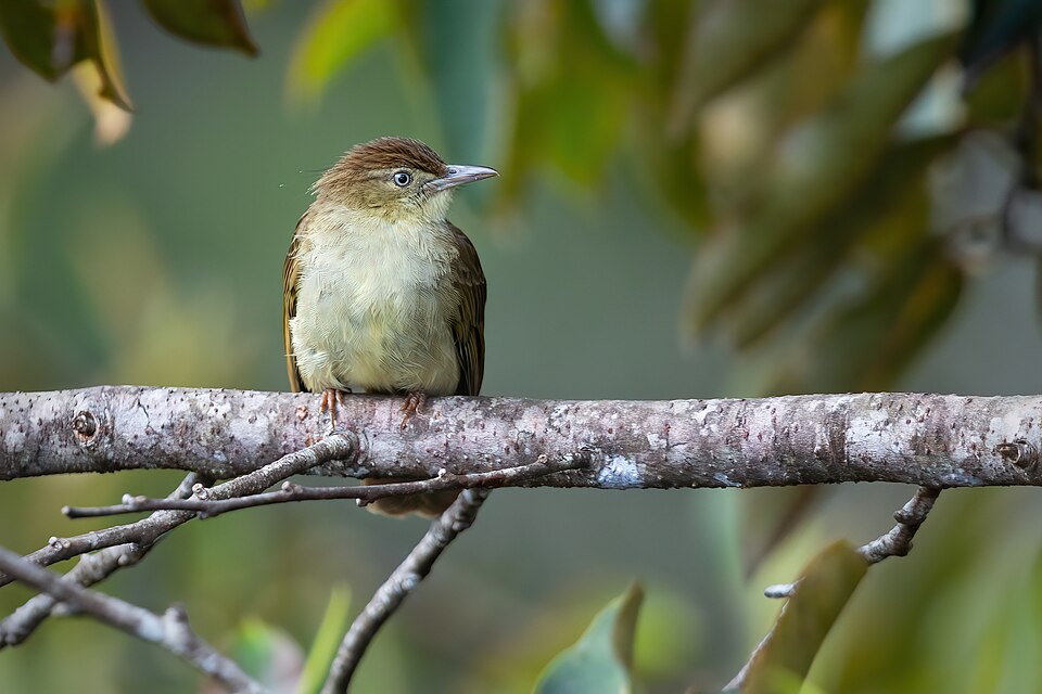 Charlotte's Bulbul