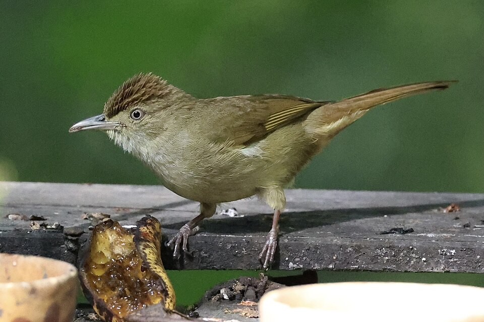 Buff-vented Bulbul