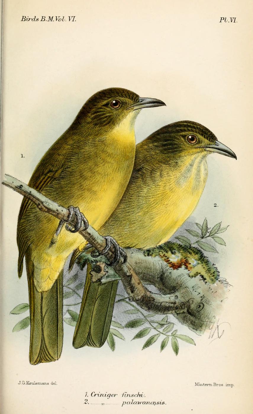 Finsch's Bulbul