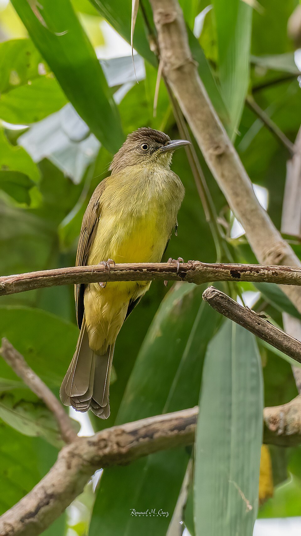 Sulphur-bellied Bulbul