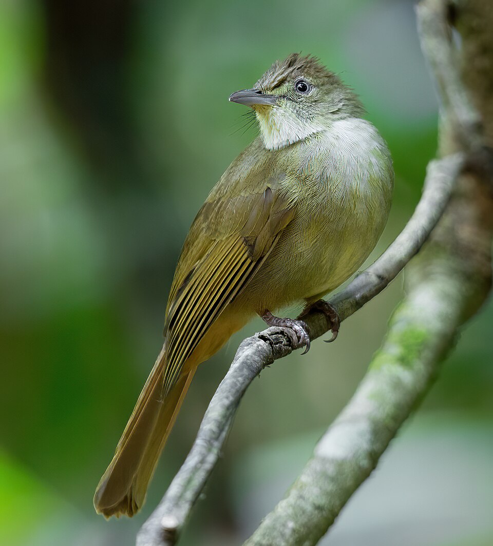 Grey-eyed Bulbul