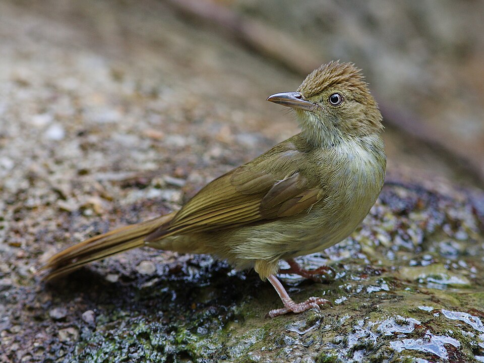 Olive Bulbul