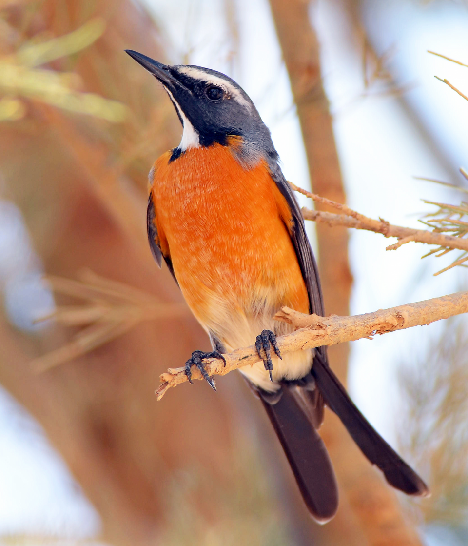 White-throated Robin