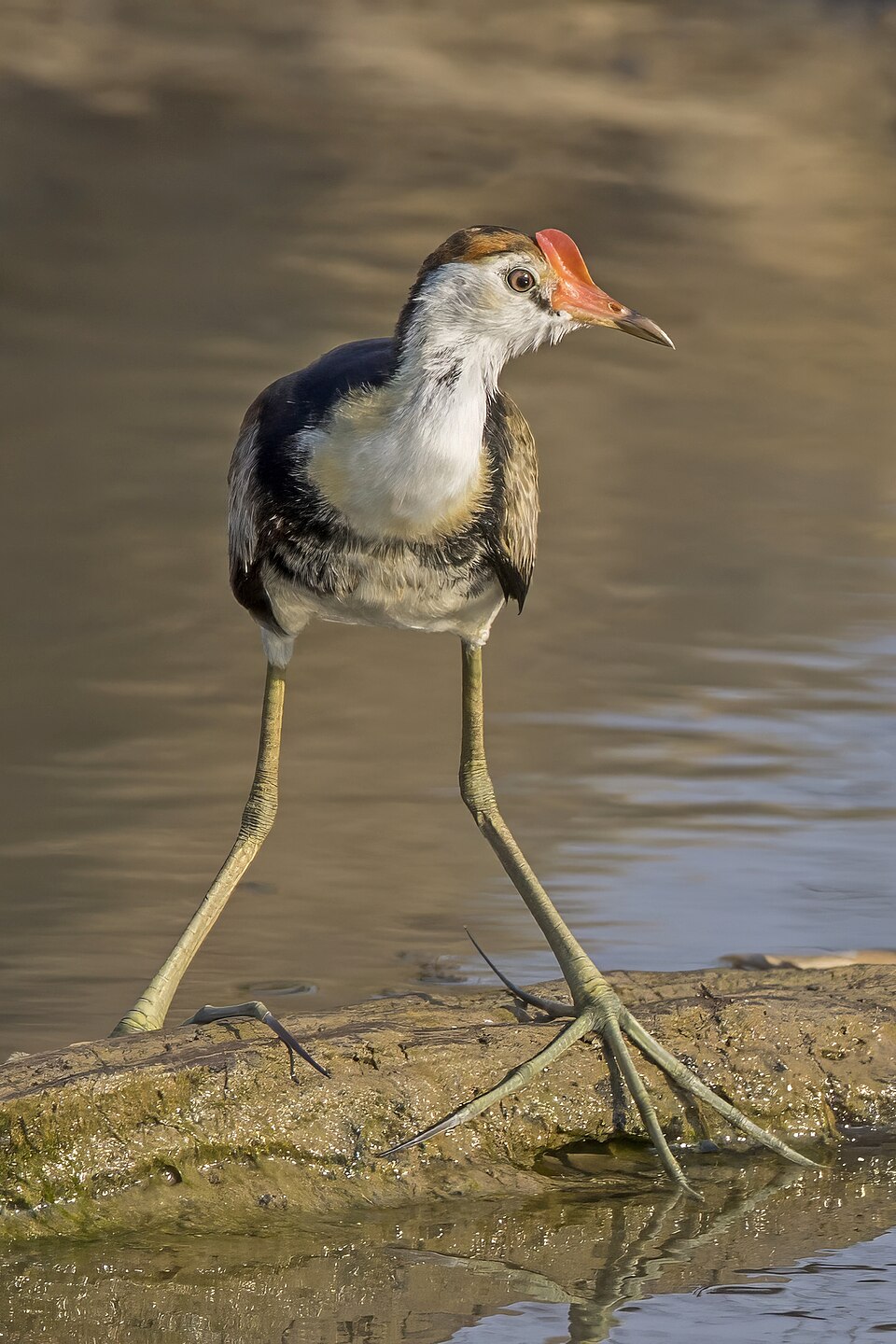 Comb-crested Jacana