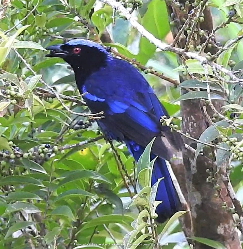 Philippine Fairy-bluebird