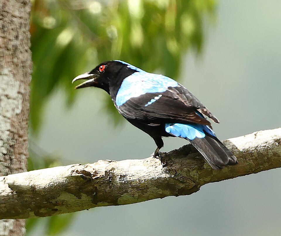 Palawan Fairy-bluebird