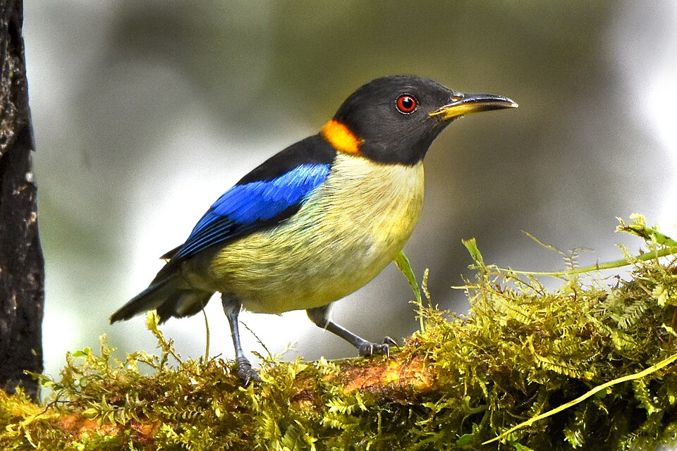 Golden-collared Honeycreeper