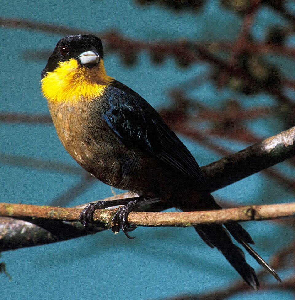 Yellow-throated Tanager