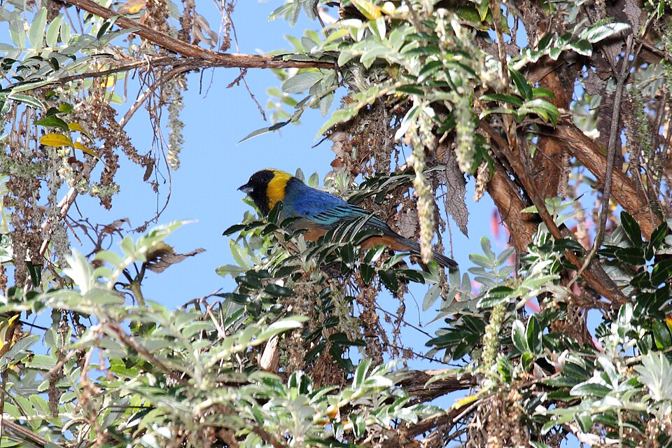 Golden-collared Tanager