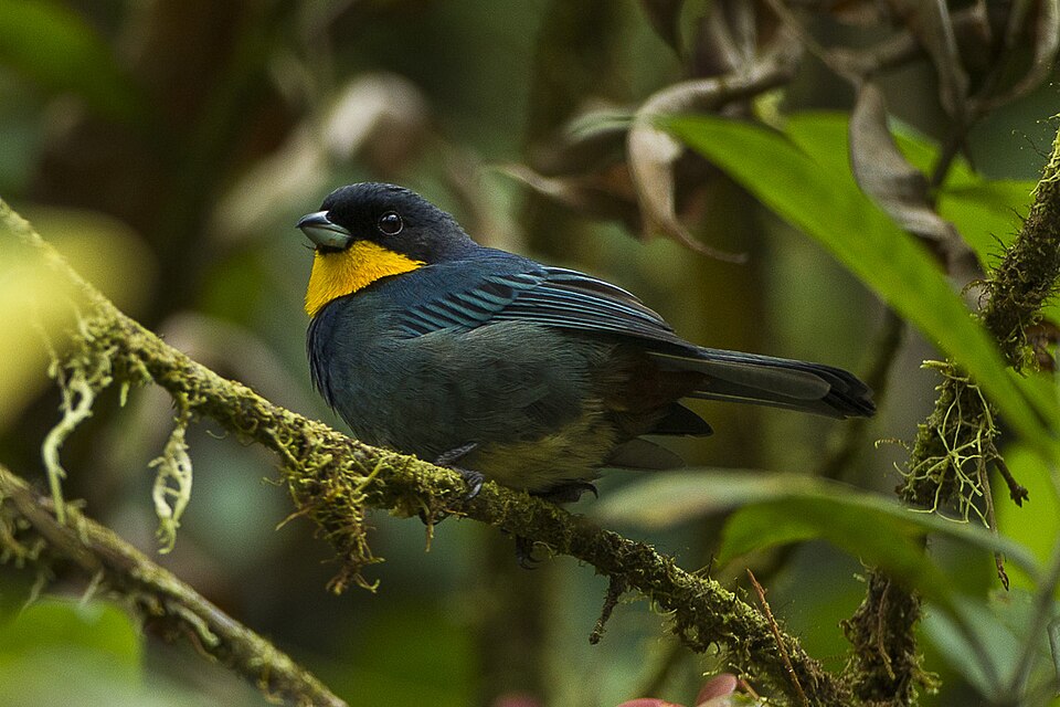 Purplish-mantled Tanager