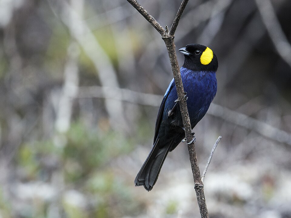 Yellow-scarfed Tanager