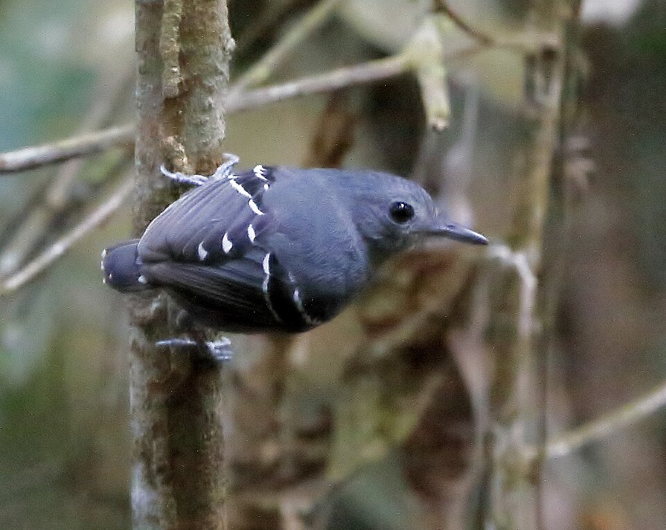 Plain-throated Antwren