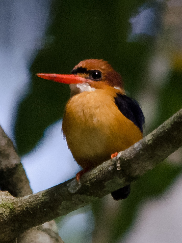African Dwarf Kingfisher