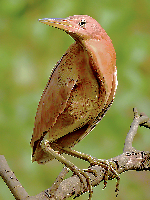 Cinnamon Bittern
