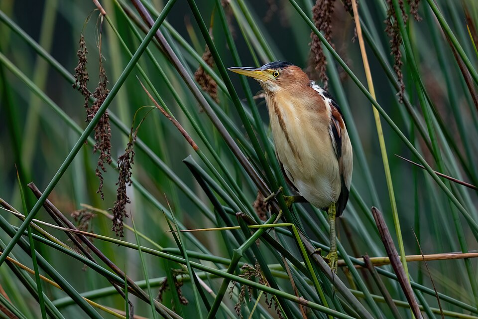 Black-backed Bittern