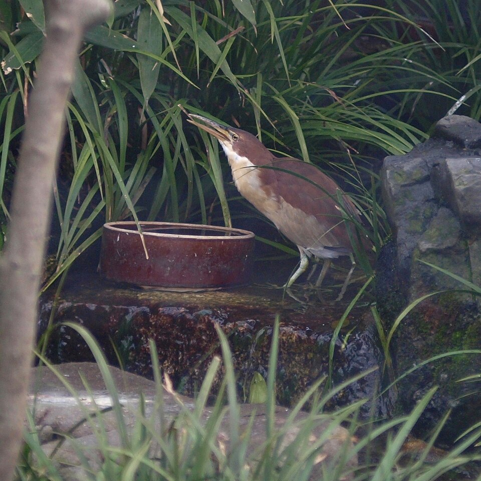 Von Schrenck's Bittern