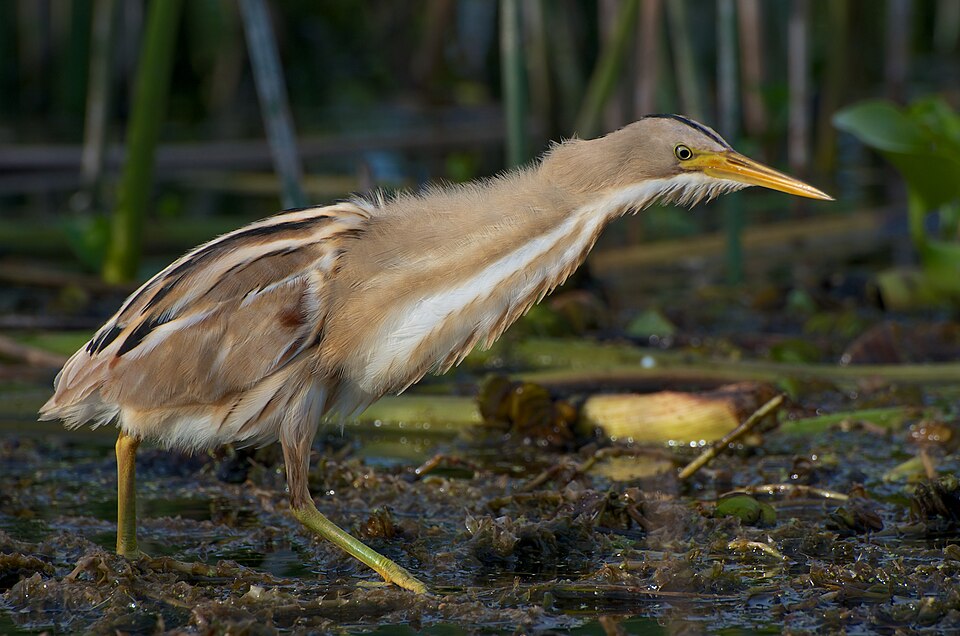 Stripe-backed Bittern