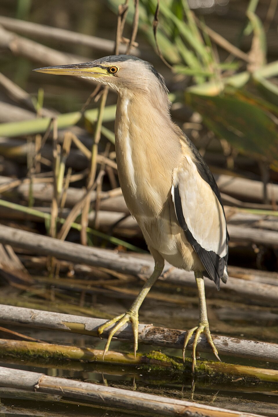 Little Bittern