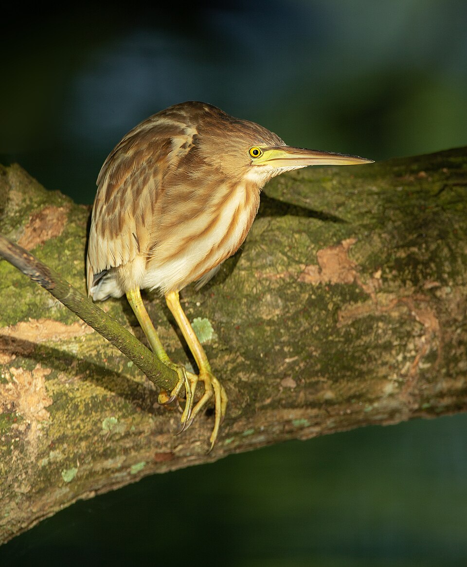 Yellow Bittern