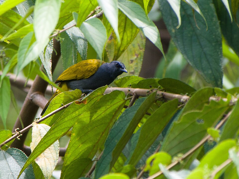 Grey-bellied Bulbul