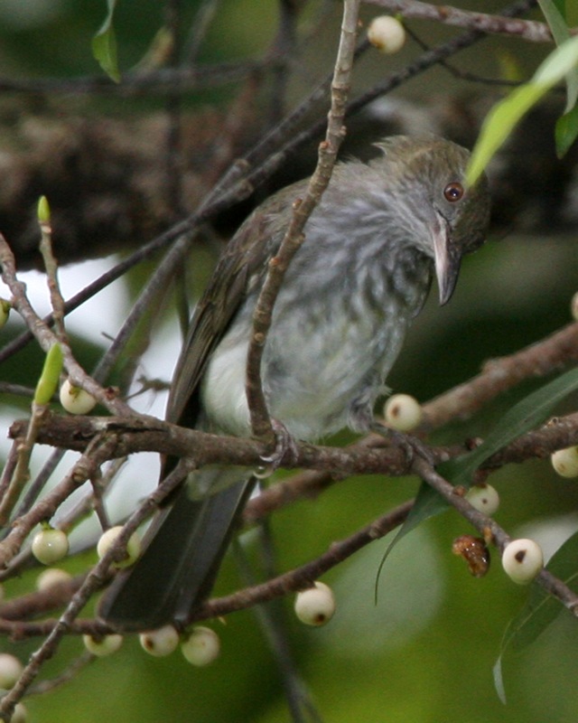 Streaked Bulbul