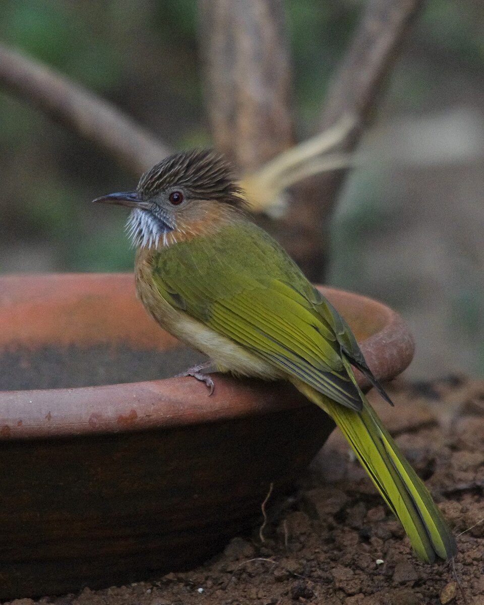 Mountain Bulbul