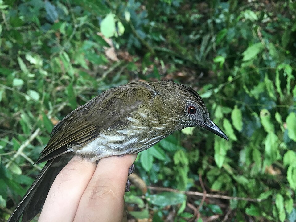 Sumatran Bulbul