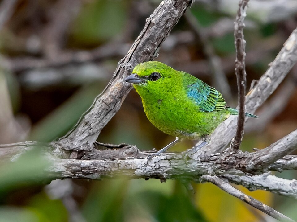 Dotted Tanager