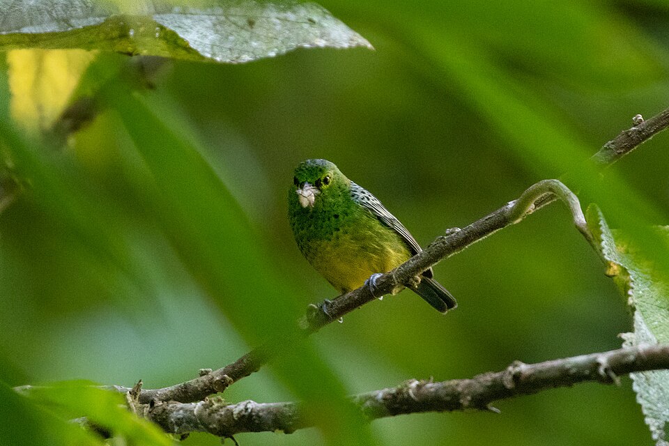 Yellow-bellied Tanager
