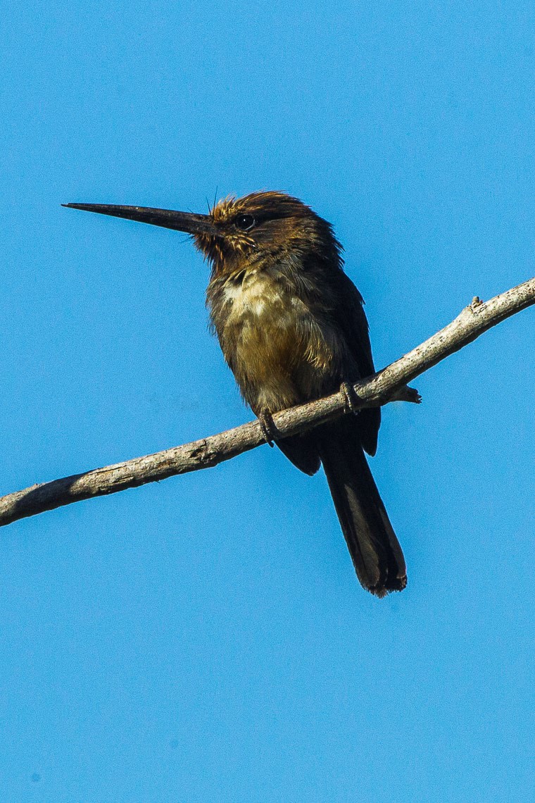 Three-toed Jacamar