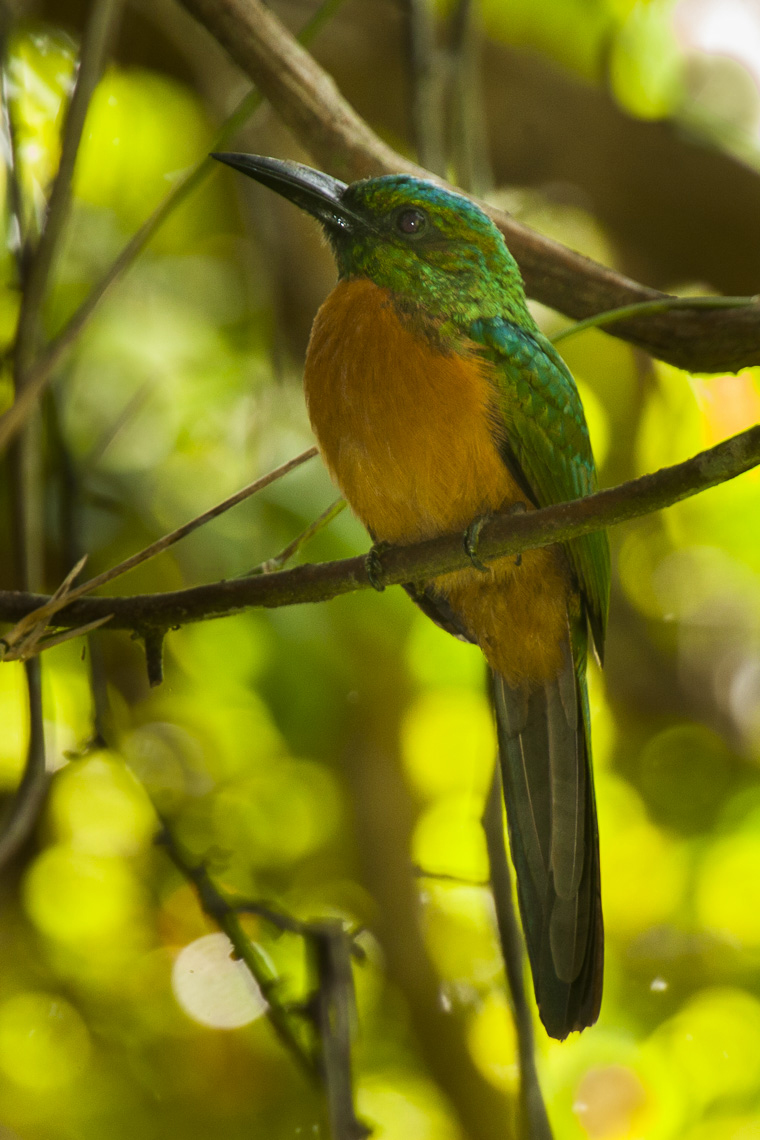 Great Jacamar