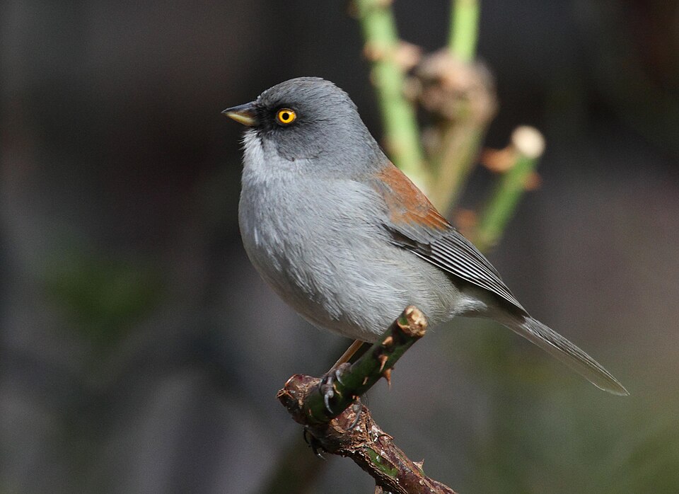 Yellow-eyed Junco