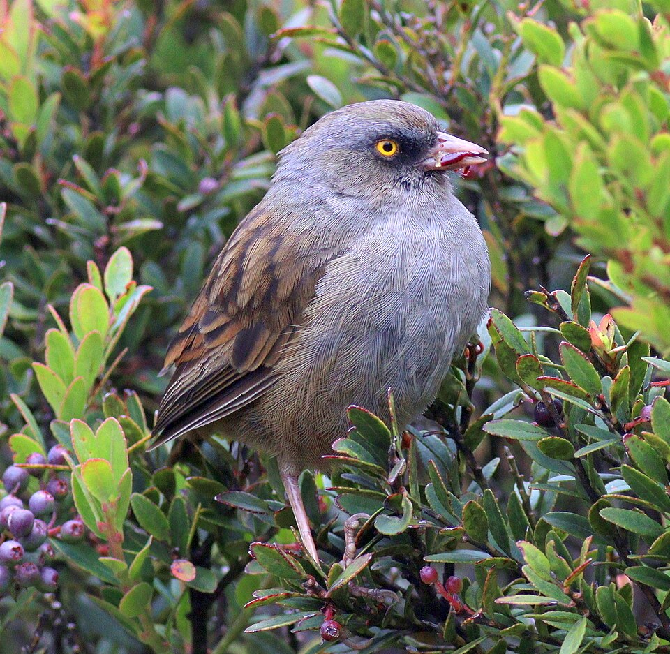 Volcano Junco
