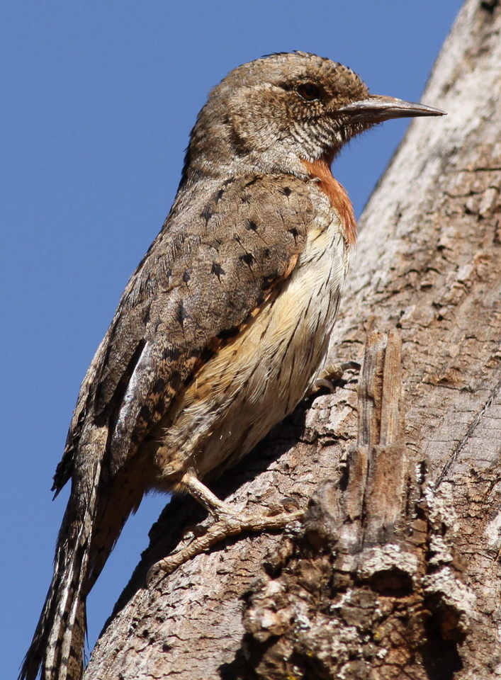 Red-throated Wryneck