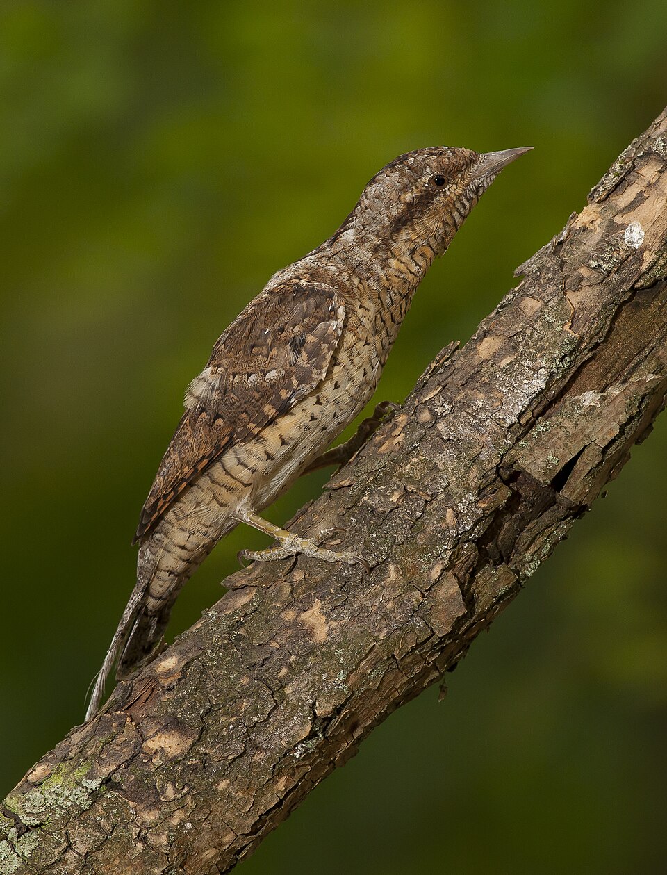 Eurasian Wryneck