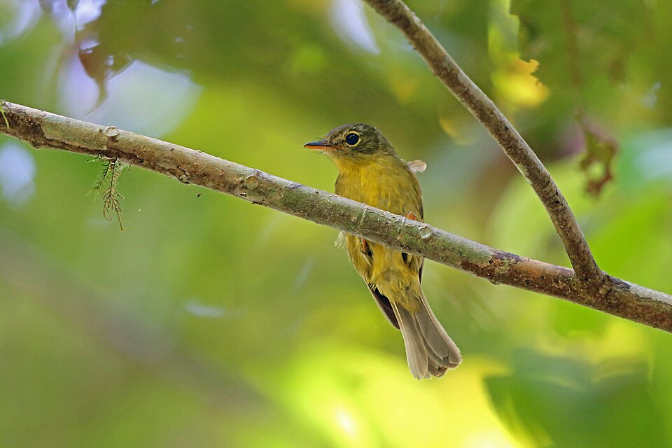 Olive Flyrobin