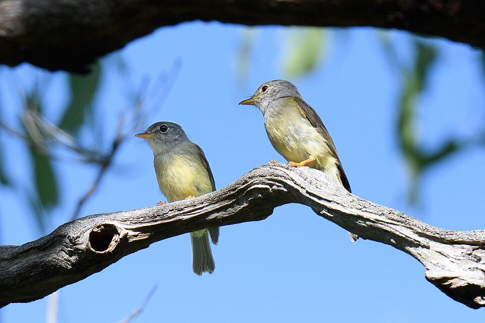 Yellow-legged Flyrobin