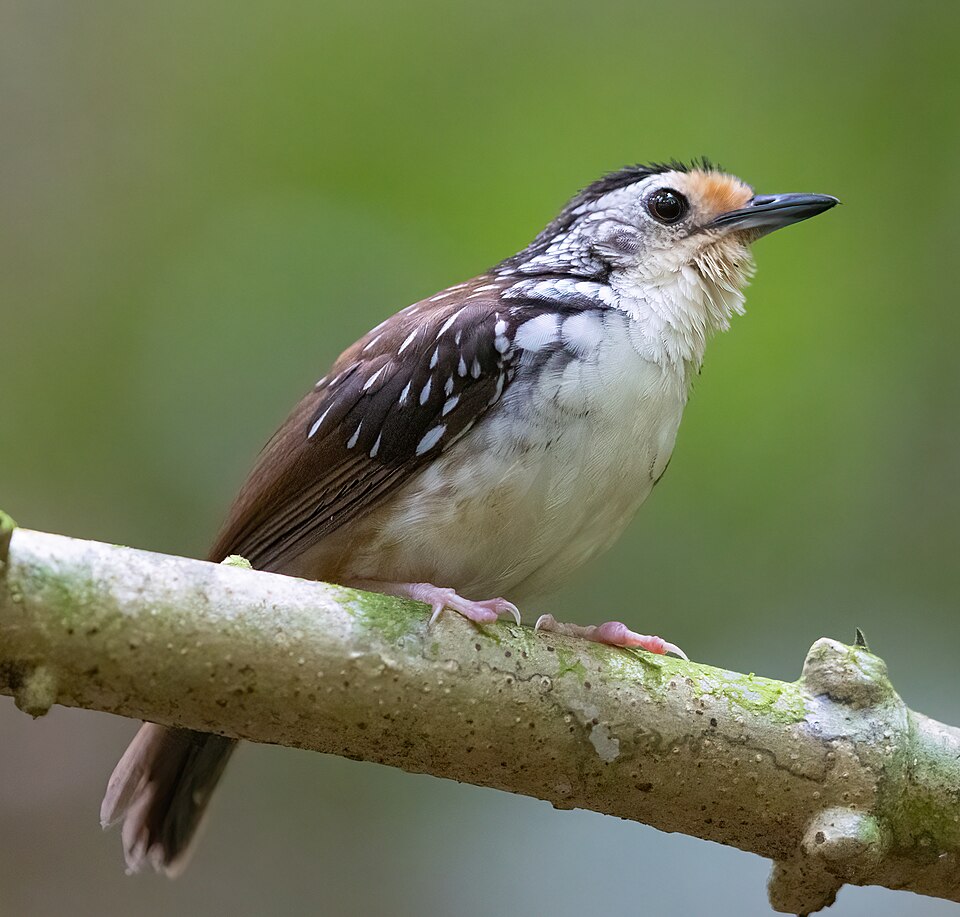 Striped Wren-Babbler