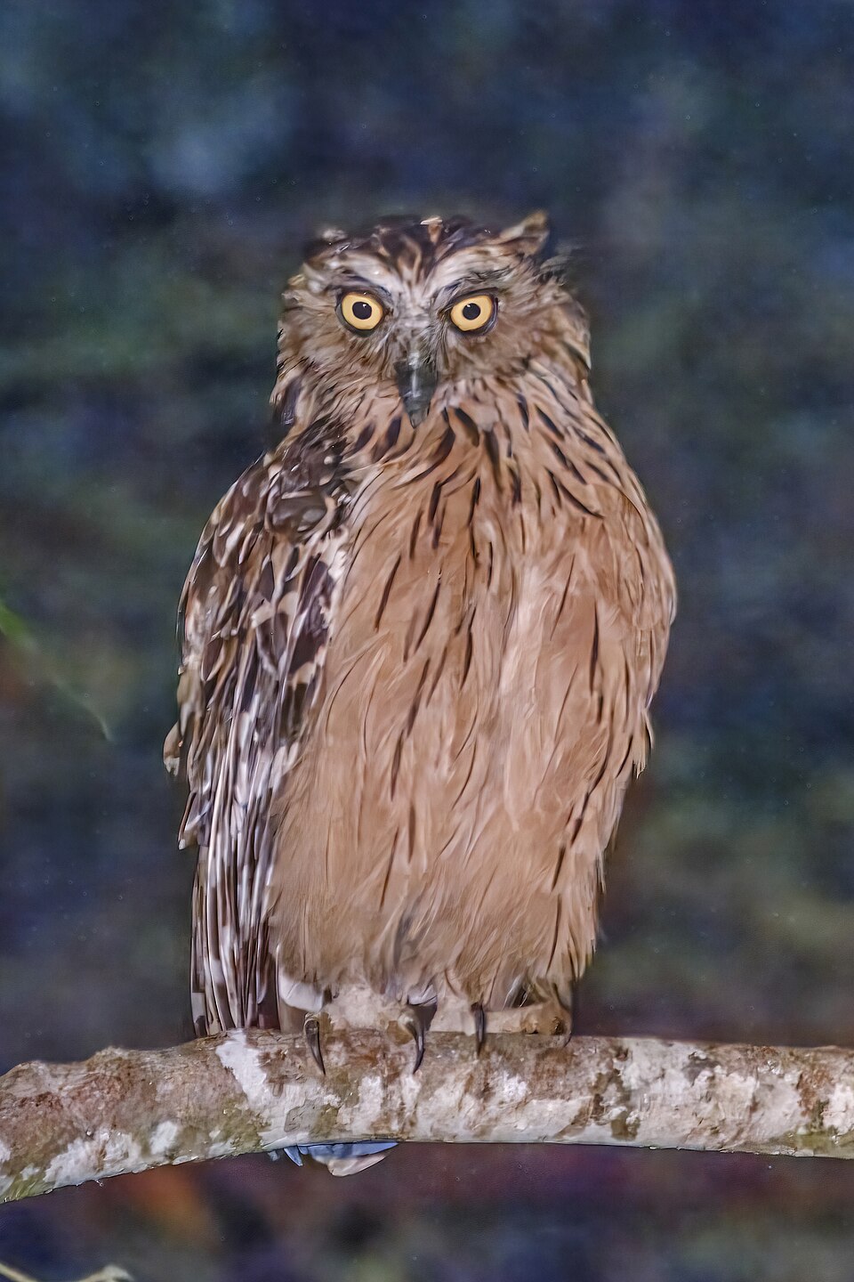 Buffy Fish Owl