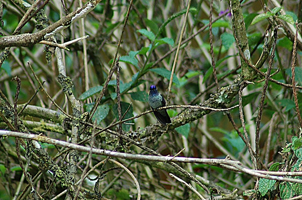 Violet-headed Hummingbird