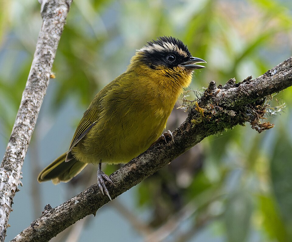 White-browed Hemispingus