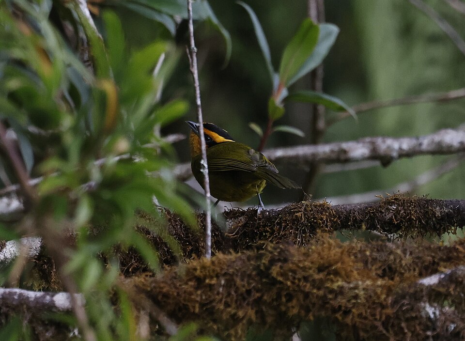 Orange-browed Hemispingus