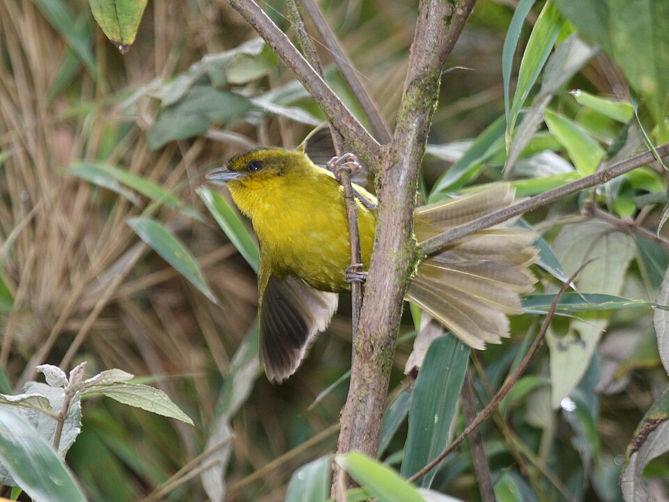 Parodi's Hemispingus