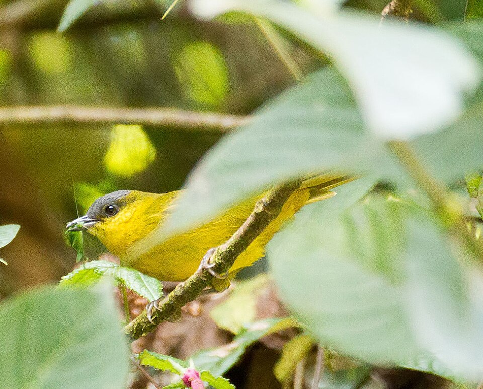 Grey-capped Hemispingus