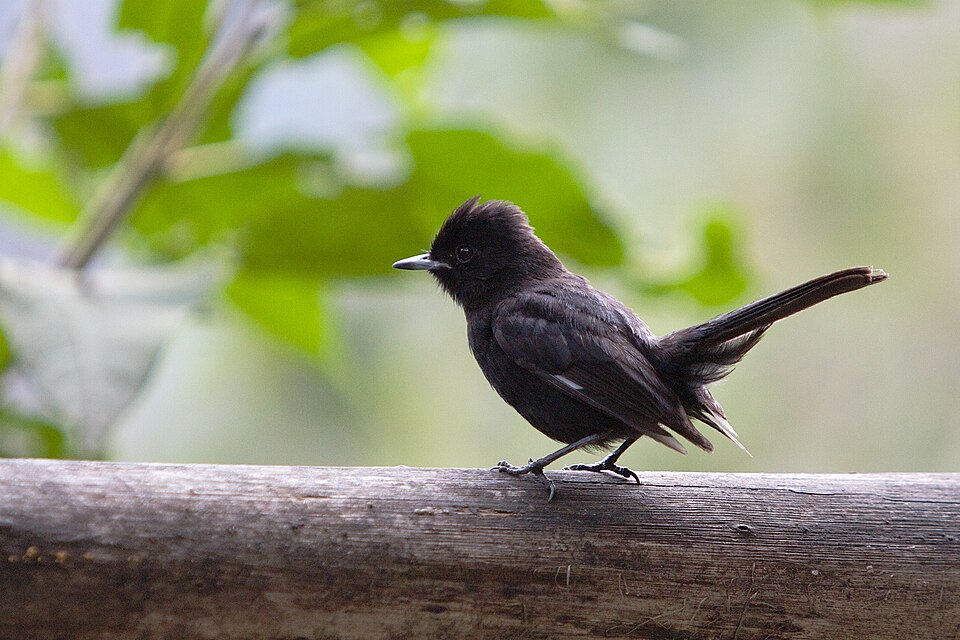 White-winged Black Tyrant
