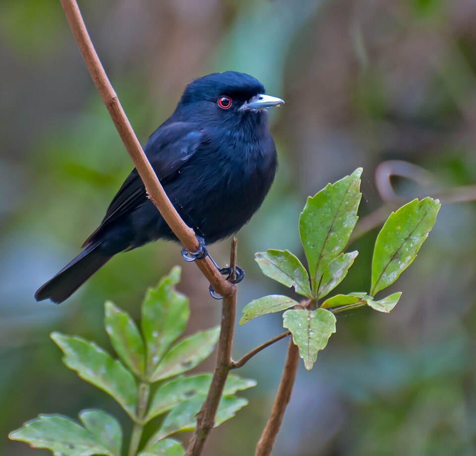 Blue-billed Black Tyrant