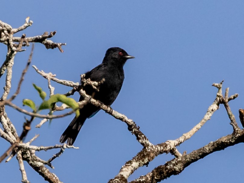 Sao Francisco Black Tyrant