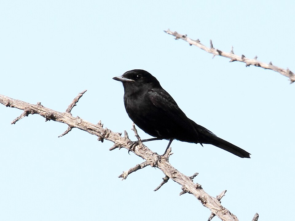 Hudson's Black Tyrant